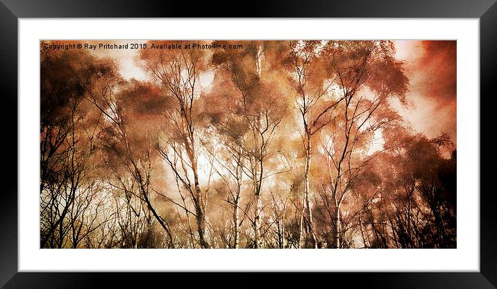  Textured Trees Framed Mounted Print by Ray Pritchard