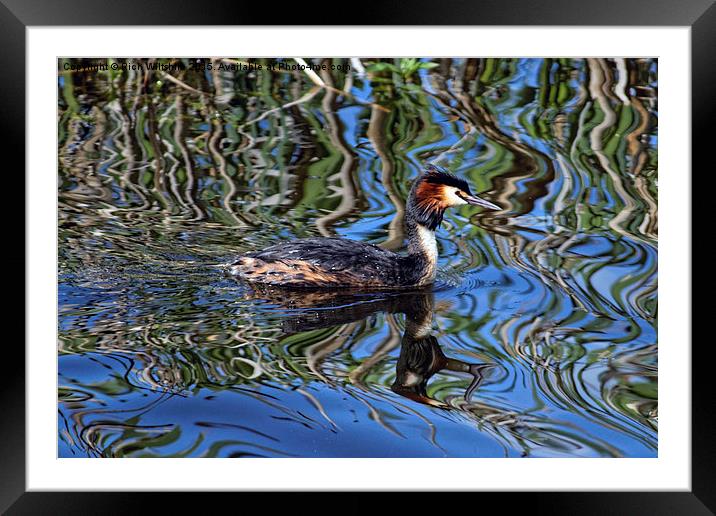  Great Crested Grebe Framed Mounted Print by Rich Wiltshire