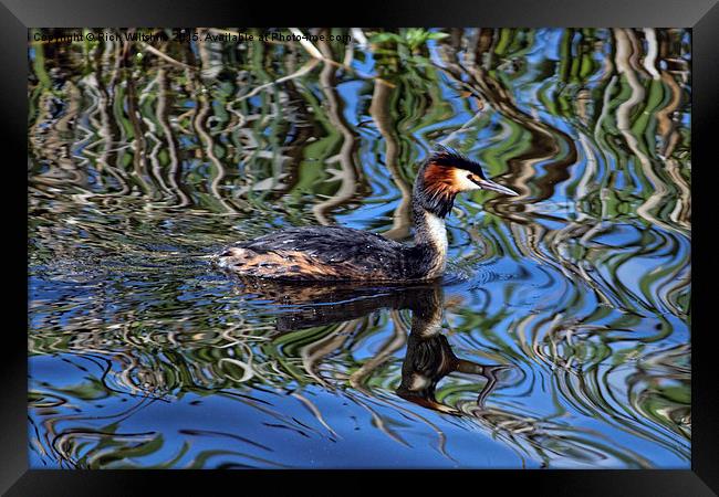  Great Crested Grebe Framed Print by Rich Wiltshire