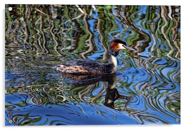  Great Crested Grebe Acrylic by Rich Wiltshire
