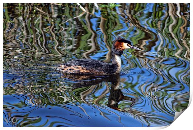  Great Crested Grebe Print by Rich Wiltshire