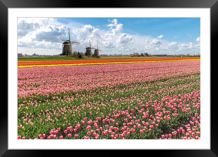 Windmills against the blooming tulip bulb farm lan Framed Mounted Print by Ankor Light