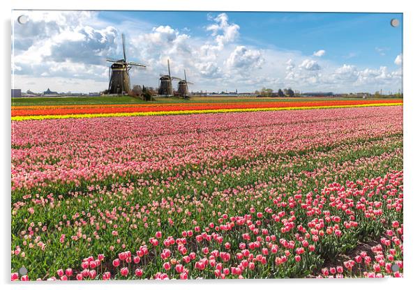 Windmills against the blooming tulip bulb farm lan Acrylic by Ankor Light
