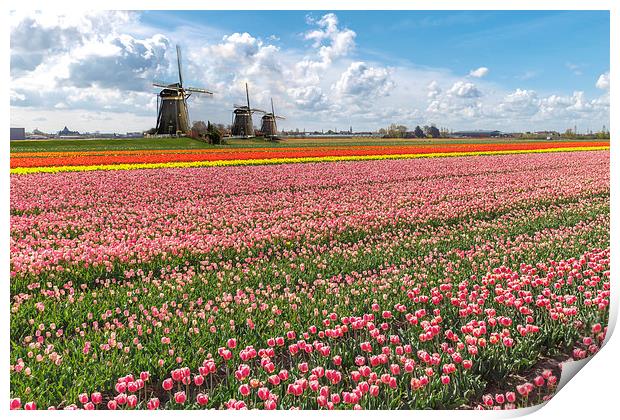 Windmills against the blooming tulip bulb farm lan Print by Ankor Light