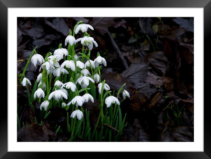  Snowdrops Framed Mounted Print by Svetlana Sewell