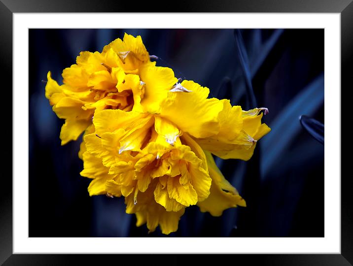  Double Daffodil Framed Mounted Print by Svetlana Sewell