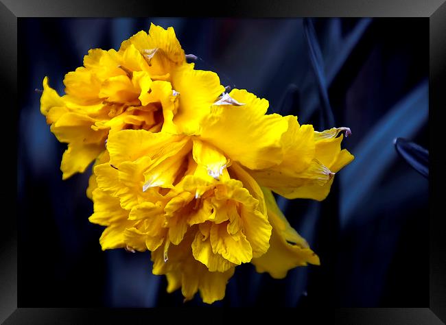  Double Daffodil Framed Print by Svetlana Sewell