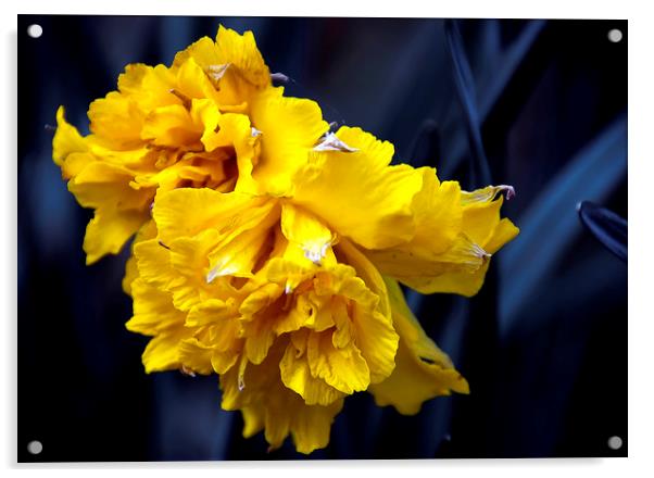  Double Daffodil Acrylic by Svetlana Sewell