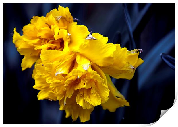  Double Daffodil Print by Svetlana Sewell