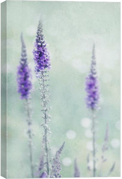  Pastel colours  Canvas Print by Svetlana Sewell