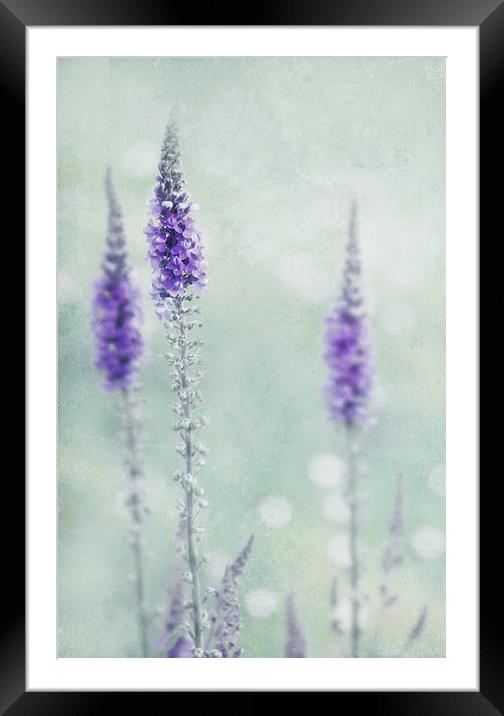  Pastel colours  Framed Mounted Print by Svetlana Sewell