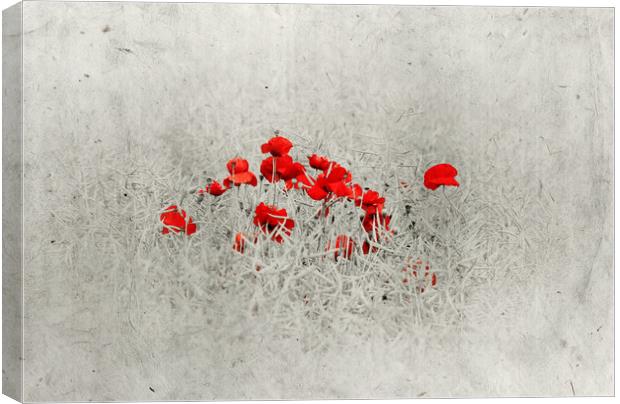  Poppies Canvas Print by Svetlana Sewell