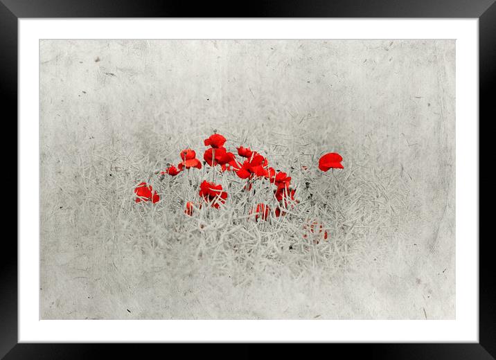  Poppies Framed Mounted Print by Svetlana Sewell