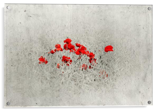  Poppies Acrylic by Svetlana Sewell