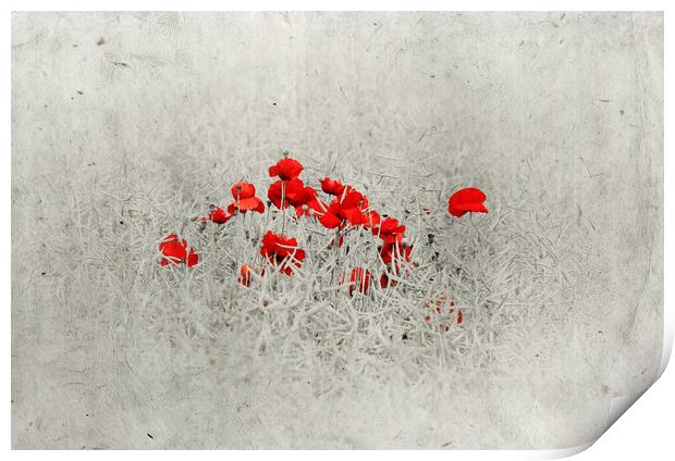  Poppies Print by Svetlana Sewell