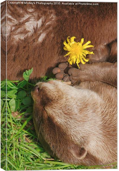 Otter Dream Canvas Print by rawshutterbug 