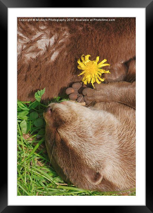 Otter Dream Framed Mounted Print by rawshutterbug 