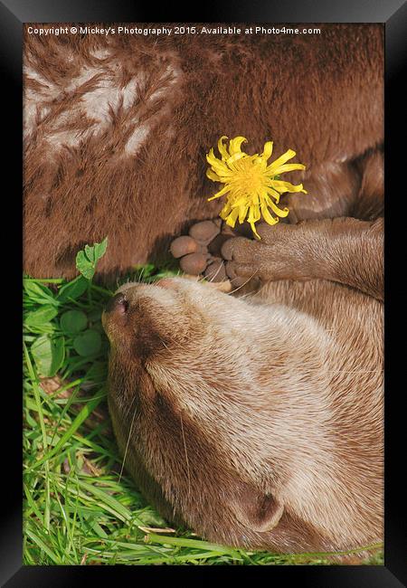 Otter Dream Framed Print by rawshutterbug 