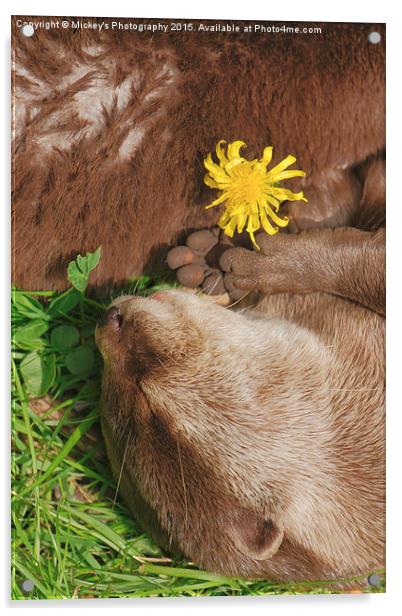 Otter Dream Acrylic by rawshutterbug 