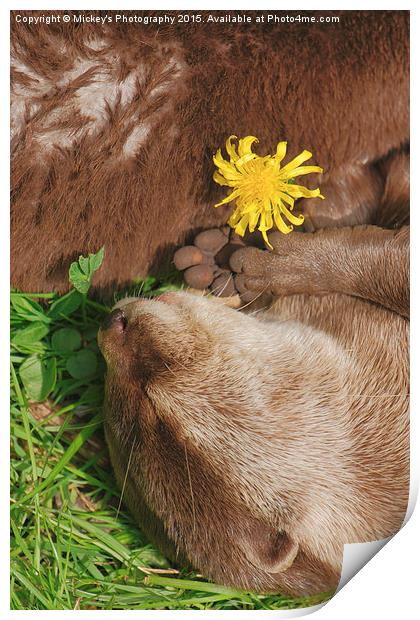 Otter Dream Print by rawshutterbug 