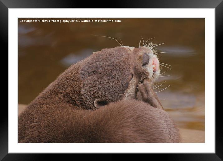 Otter Itch Framed Mounted Print by rawshutterbug 