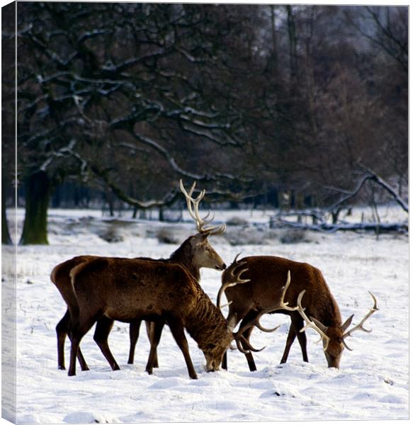 Three Deer Canvas Print by David Moate