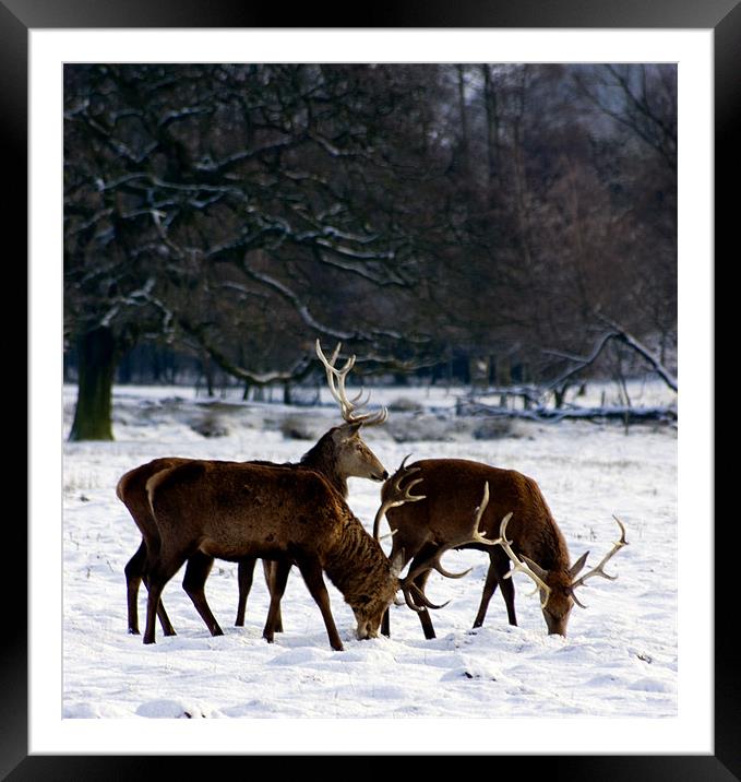 Three Deer Framed Mounted Print by David Moate