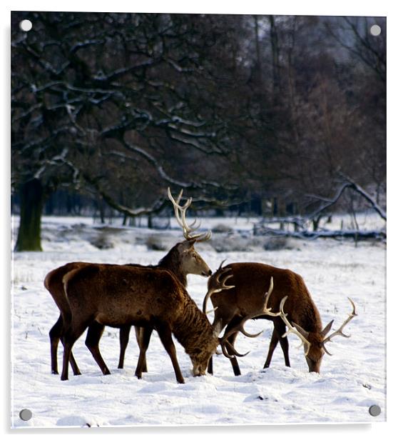 Three Deer Acrylic by David Moate