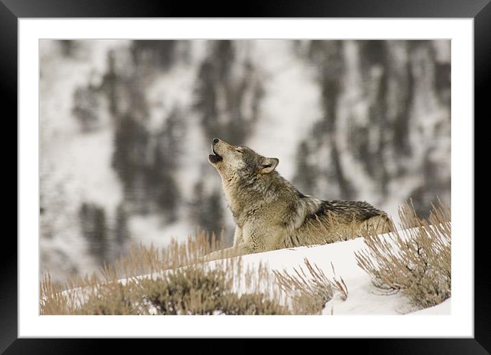Wolf Howling Framed Mounted Print by Gary Beeler
