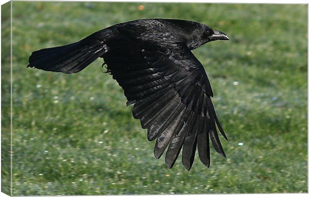 The Carrion Crow Canvas Print by Trevor White