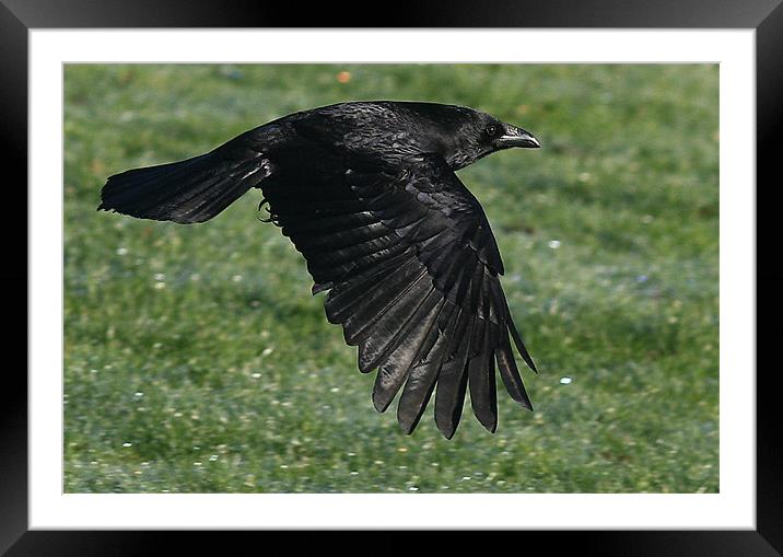 The Carrion Crow Framed Mounted Print by Trevor White