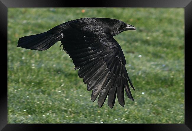 The Carrion Crow Framed Print by Trevor White