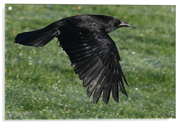 The Carrion Crow Acrylic by Trevor White
