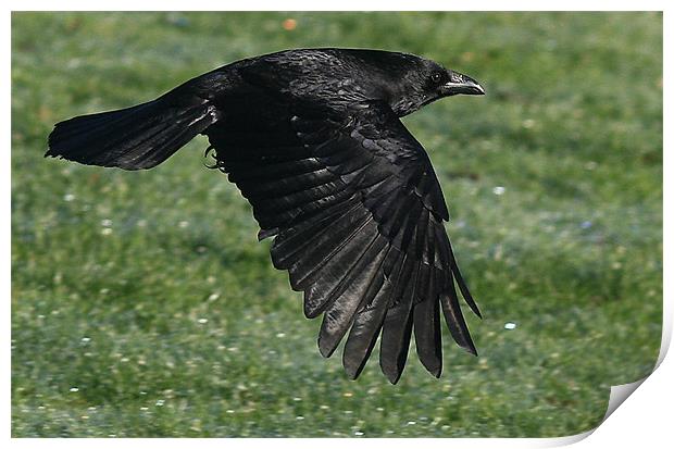 The Carrion Crow Print by Trevor White