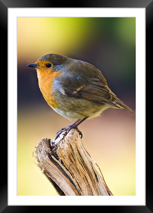 Robin Framed Mounted Print by Eddie Howland