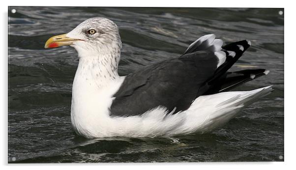 The Great Black Backed Gull Acrylic by Trevor White