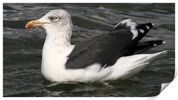 The Great Black Backed Gull Print by Trevor White
