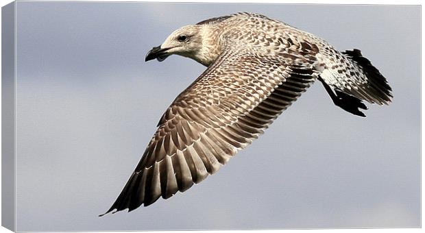 The Juvenile Great Black Backed Gull Canvas Print by Trevor White