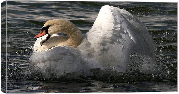 The Mute Swan Canvas Print by Trevor White