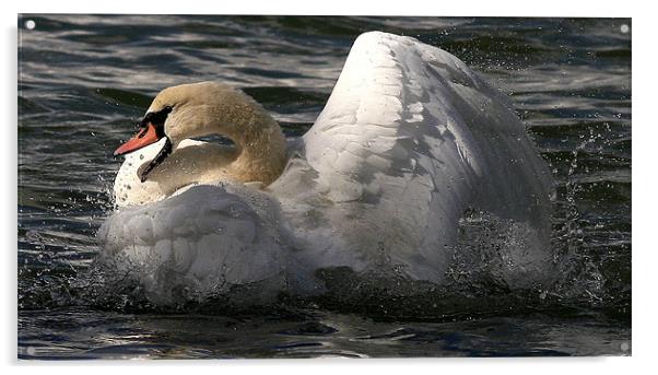 The Mute Swan Acrylic by Trevor White
