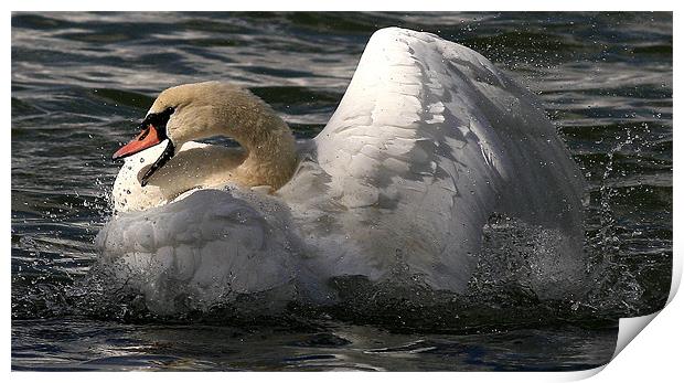 The Mute Swan Print by Trevor White