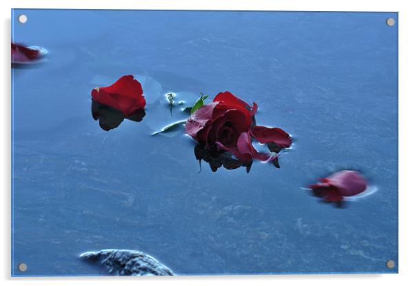 Rose Petals floating in water Acrylic by C.C Photography