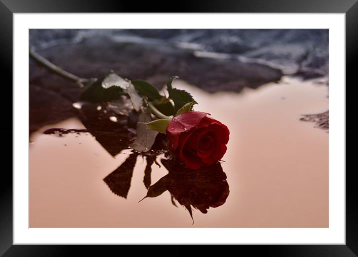 Red Rose Water Framed Mounted Print by C.C Photography