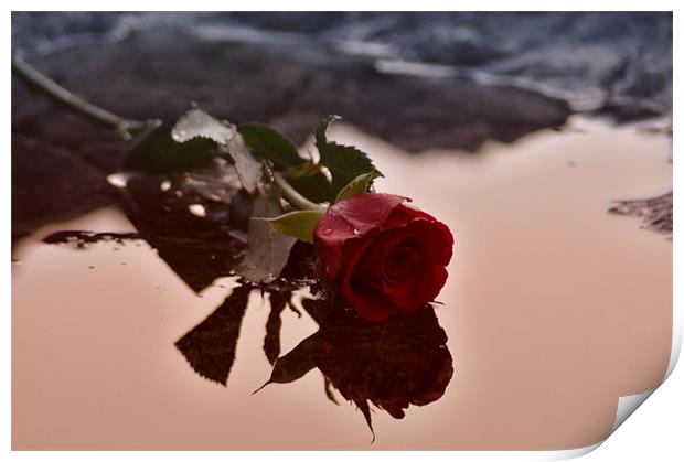 Red Rose Water Print by C.C Photography