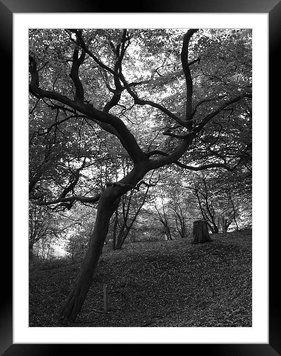 Leaning Tree Framed Mounted Print by Rebecca Price