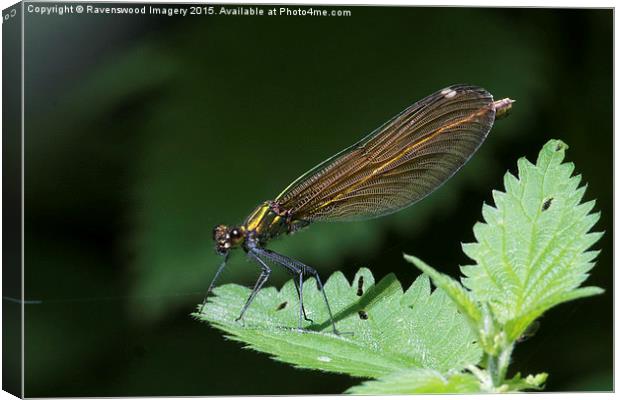 Demoiselle  Canvas Print by Ravenswood Imagery