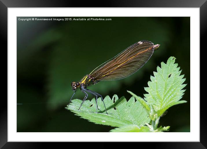 Demoiselle  Framed Mounted Print by Ravenswood Imagery