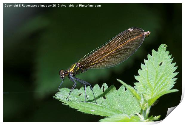 Demoiselle  Print by Ravenswood Imagery