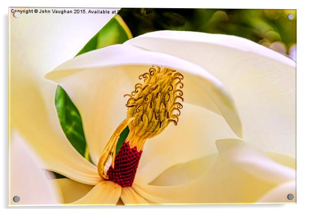  Creamy Magnolia Acrylic by John Vaughan