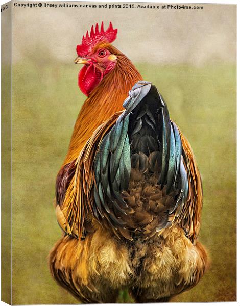 Chickens Hen Party Does My Bum Look Big In This?  Canvas Print by Linsey Williams